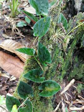 Syngonium adsettiorum resmi