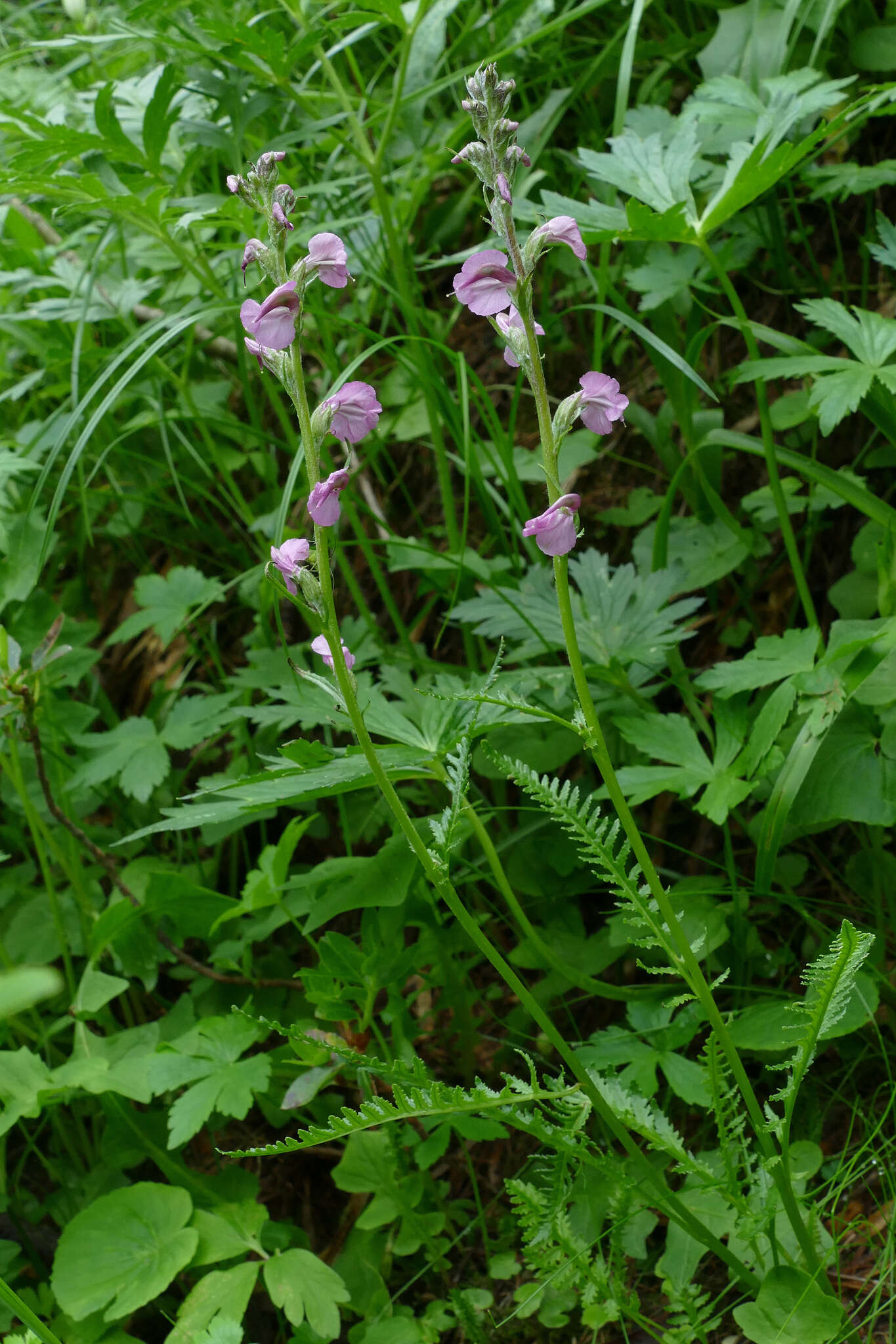 Image of Pedicularis rostratospicata subsp. rostratospicata
