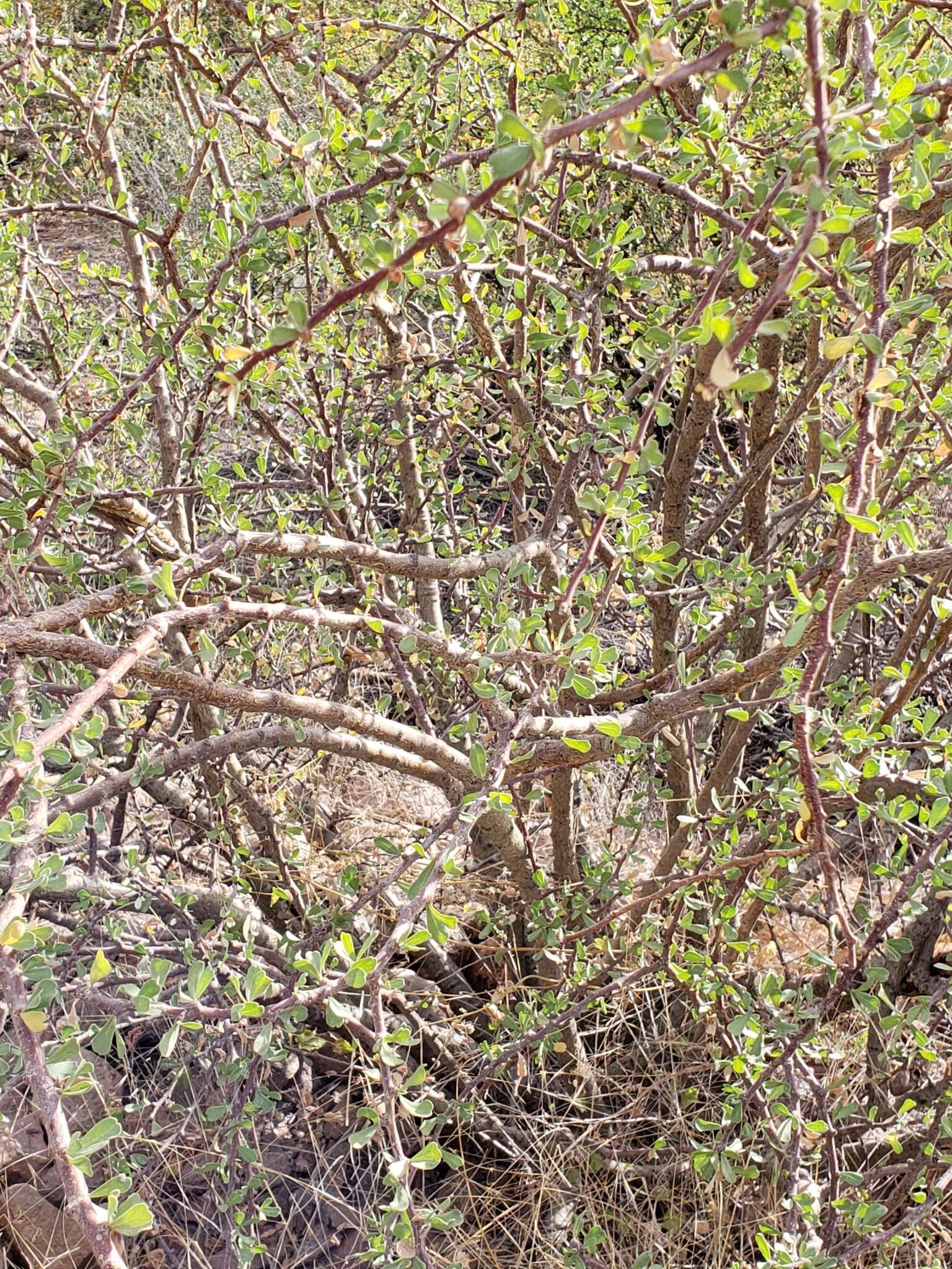 Imagem de Jatropha cuneata Wiggins & Rollins