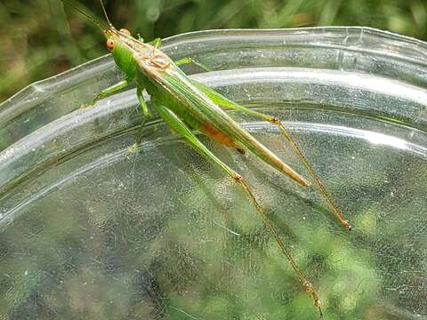 Слика од Conocephalus (Anisoptera) cinereus Thunberg 1815