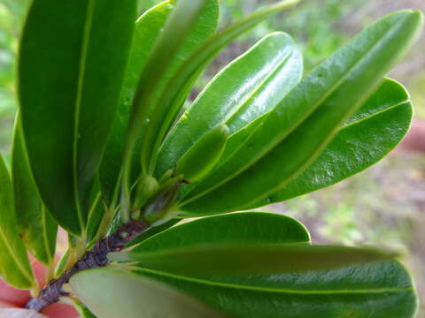 Erythroxylum novocaledonicum O. E. Schulz的圖片