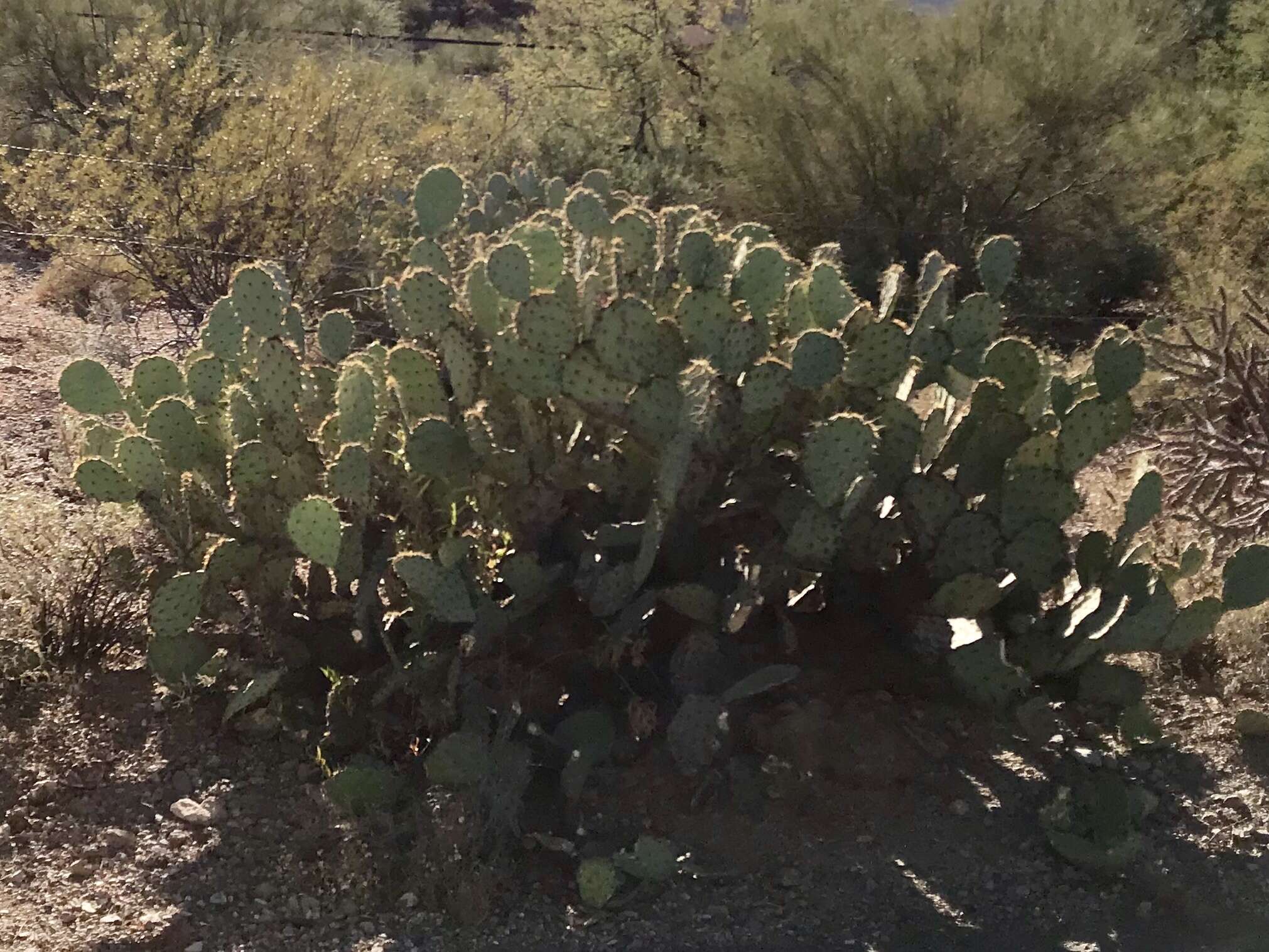 Opuntia riparia的圖片