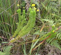 Image of Euryops pinnatipartitus (DC.) B. Nordenst.