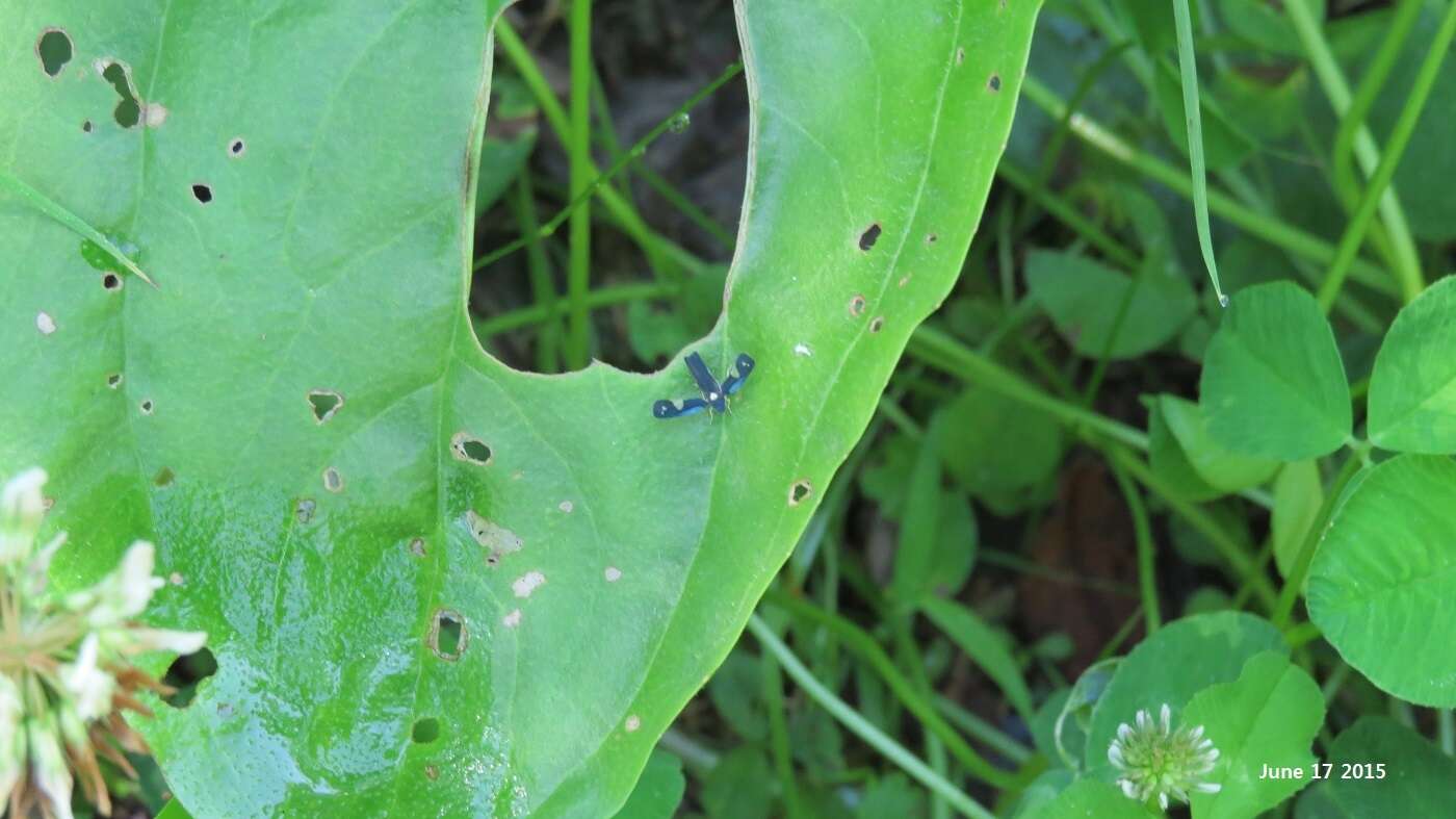 Imagem de Mileewa (Mileewa) dorsimaculata Melichar 1902