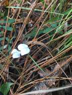 Tephrosia florida (F. Dietr.) C. E. Wood resmi