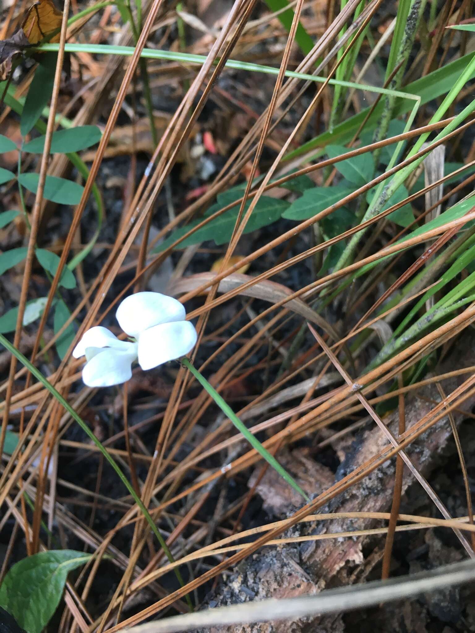 Tephrosia florida (F. Dietr.) C. E. Wood resmi