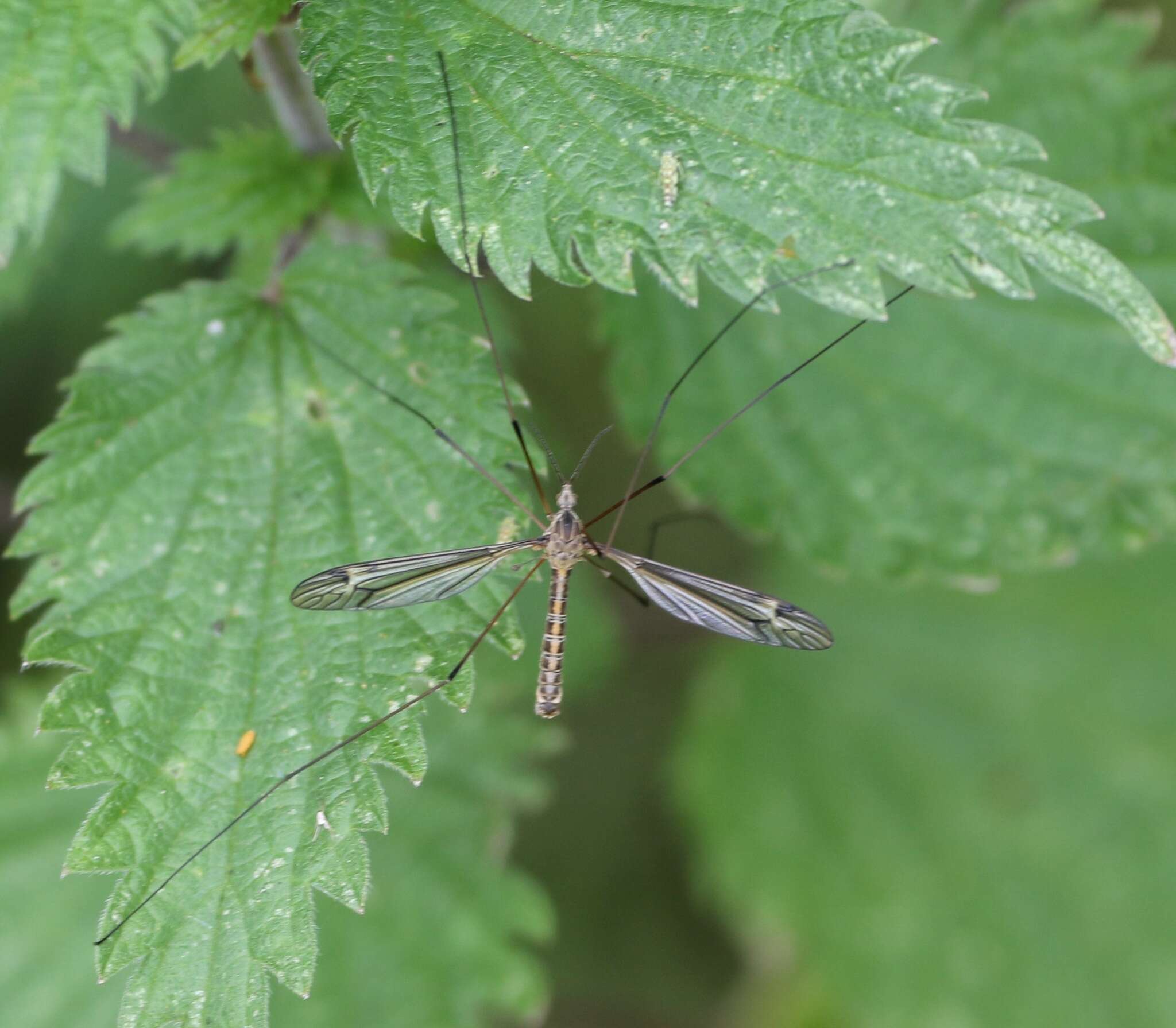 Image of Tipula (Yamatotipula) lateralis Meigen 1804