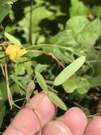 Image of Texas snoutbean