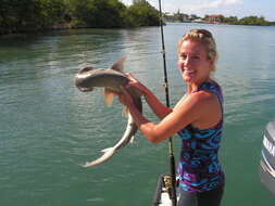 Image of Bonnethead Shark