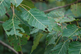 Image of Ficus arnottiana (Miq.) Miq.