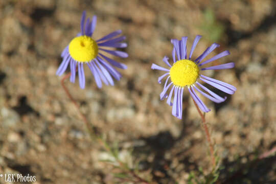 Image of <i>Felicia australis</i>