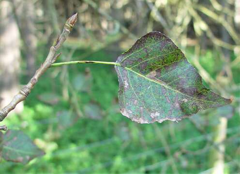 Image of Black Poplar