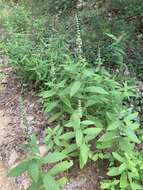 Image of Stachys iltisii J. B. Nelson