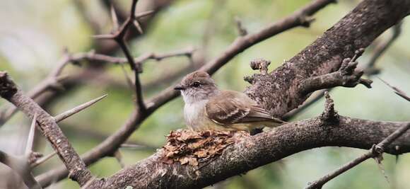 Image of Northern Scrub Flycatcher