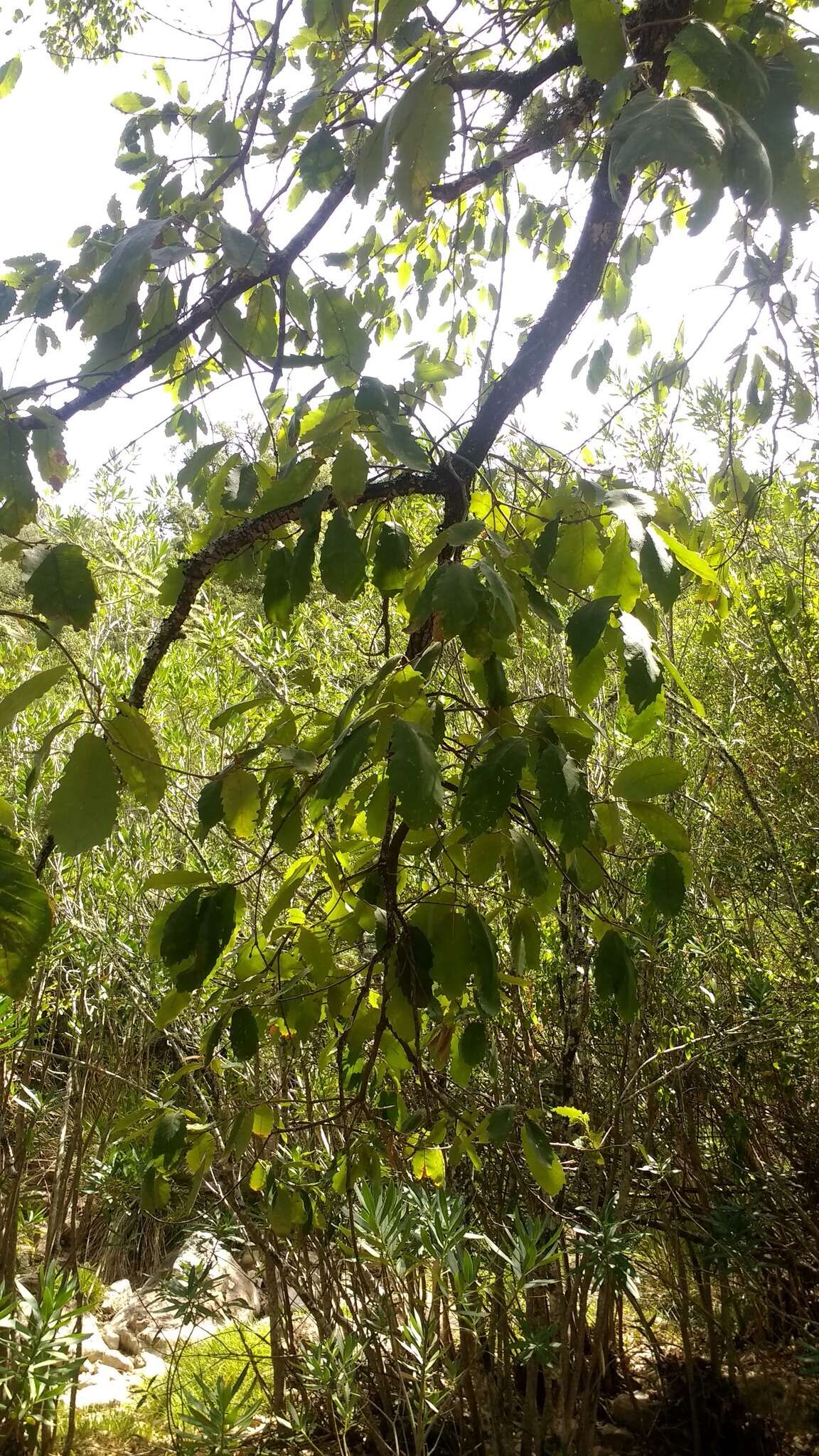 Слика од Quercus canariensis Willd.