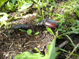 Image of Stag beetle