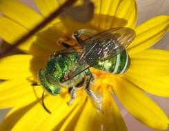 Agapostemon obliquus (Provancher 1888)的圖片