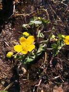 Caltha palustris subsp. palustris的圖片