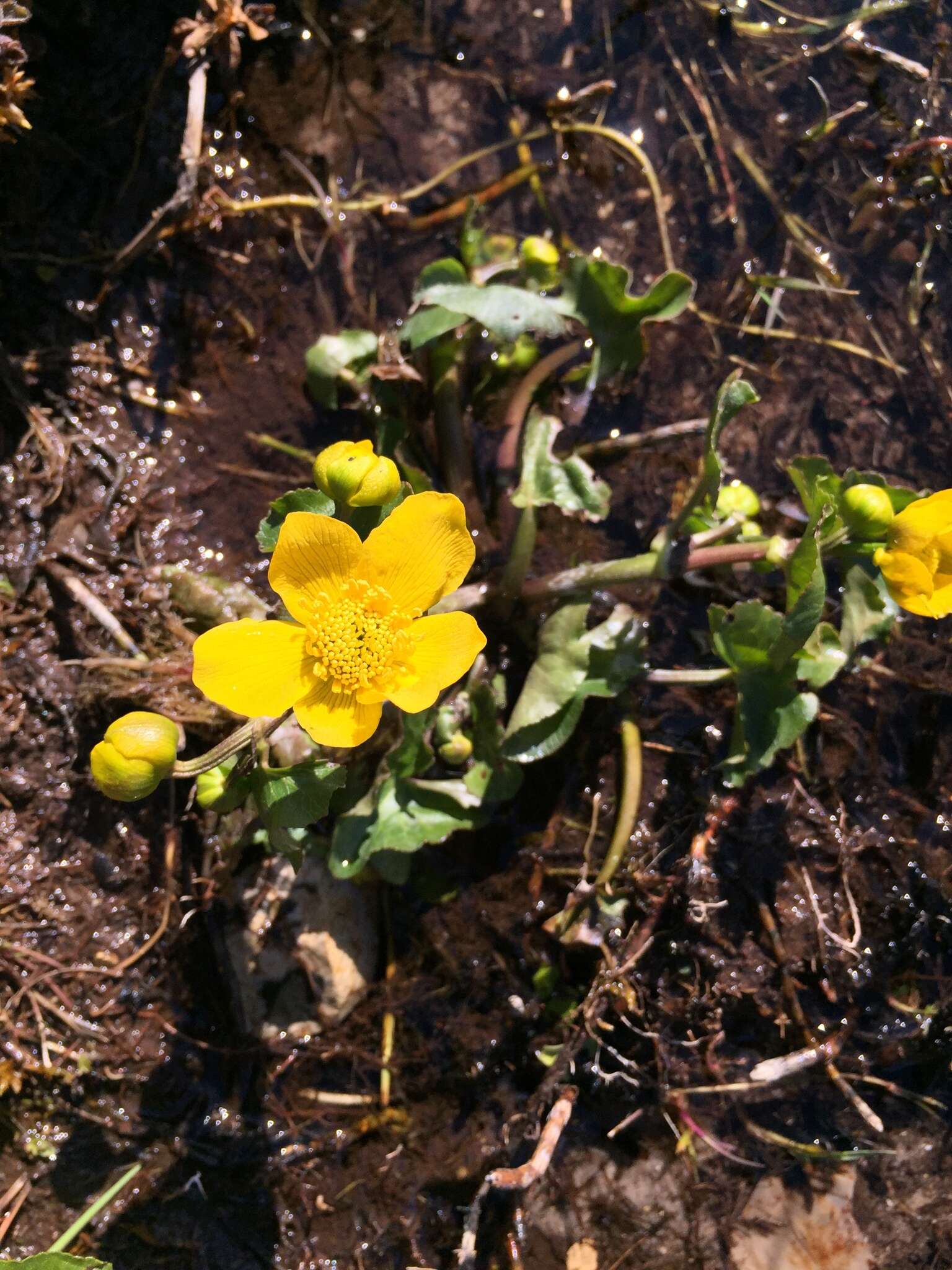 Image of yellow marsh marigold