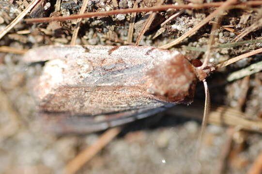 Image of Dull Reddish Dart