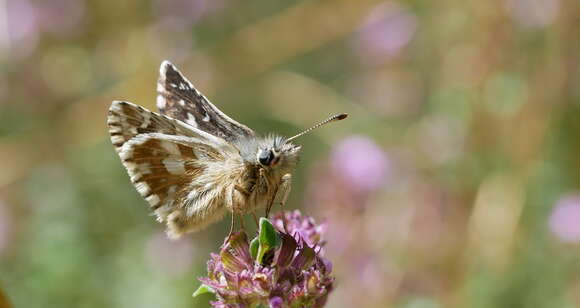 Image of Carline Skipper