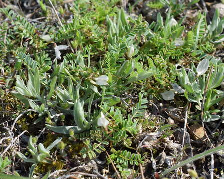 Sivun Astragalus guttatus Banks & Solander kuva