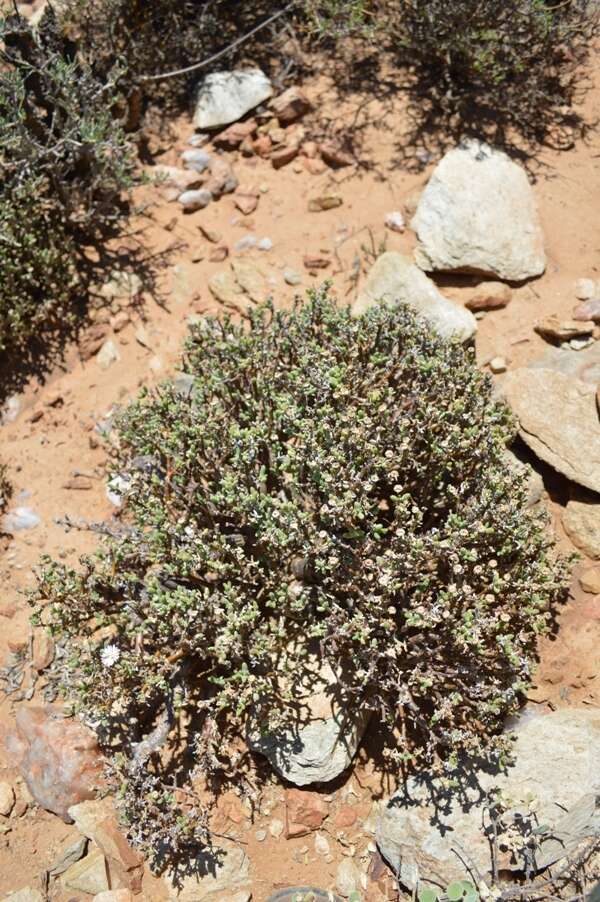 Image of Delosperma klinghardtianum (Dinter) Schwant.