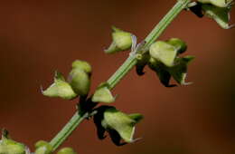 Image of Narrowleaf becium