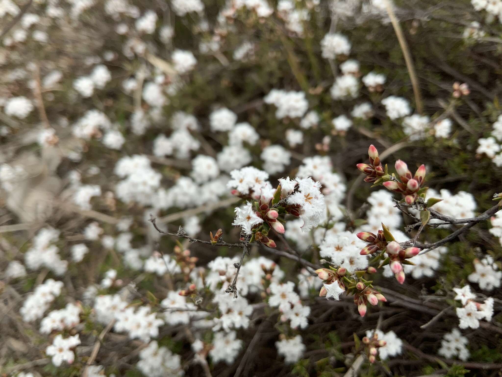 Imagem de Leucopogon attenuatus A. Cunn.