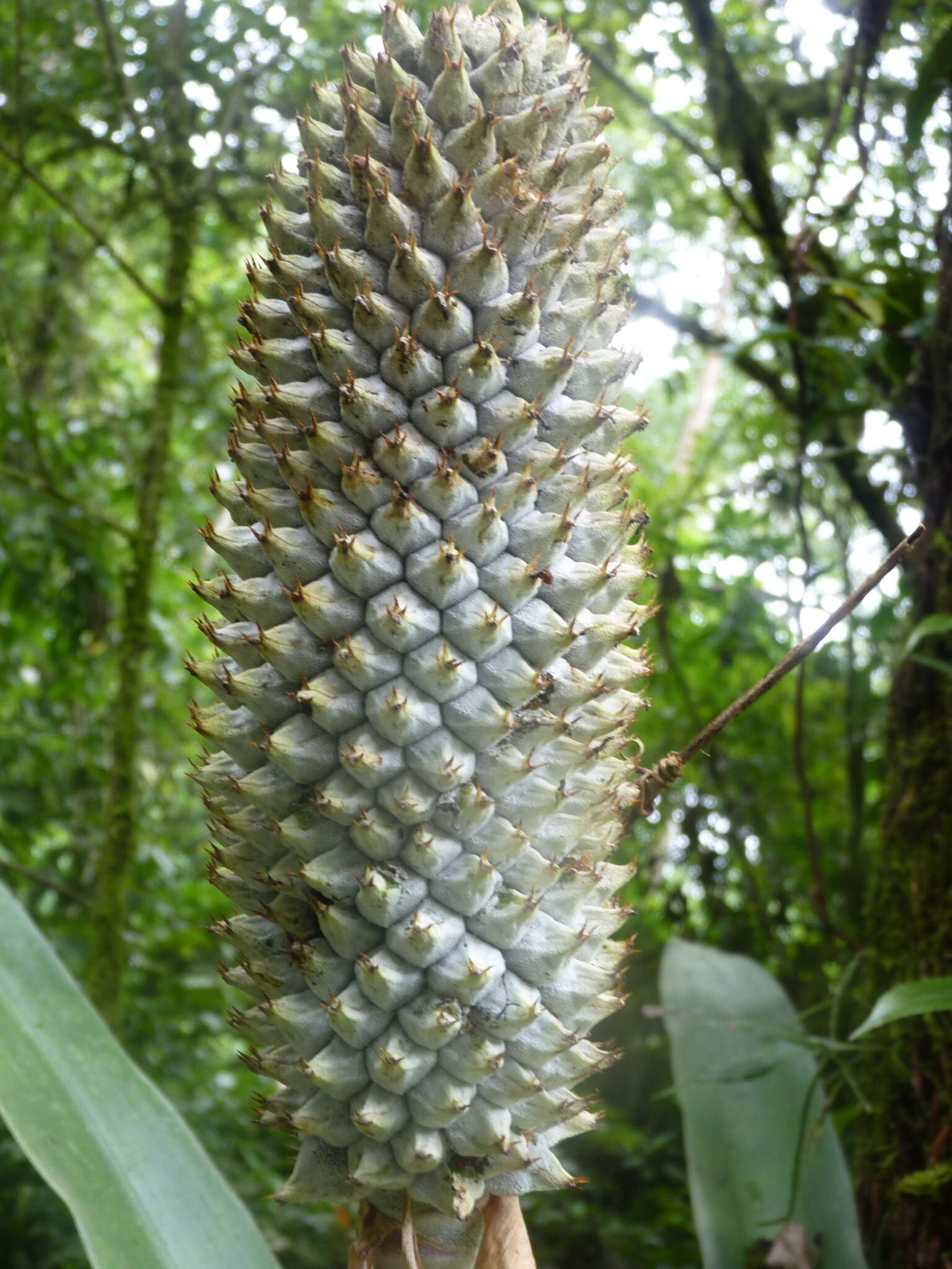 Image of Aechmea mariae-reginae H. Wendl.