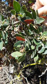 Sivun Arctostaphylos crustacea subsp. crustacea kuva