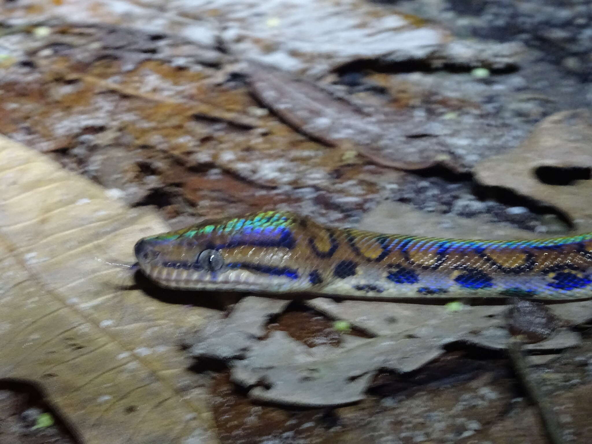 Image of Rainbow Boa