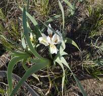 Image of Iris glaucescens Bunge