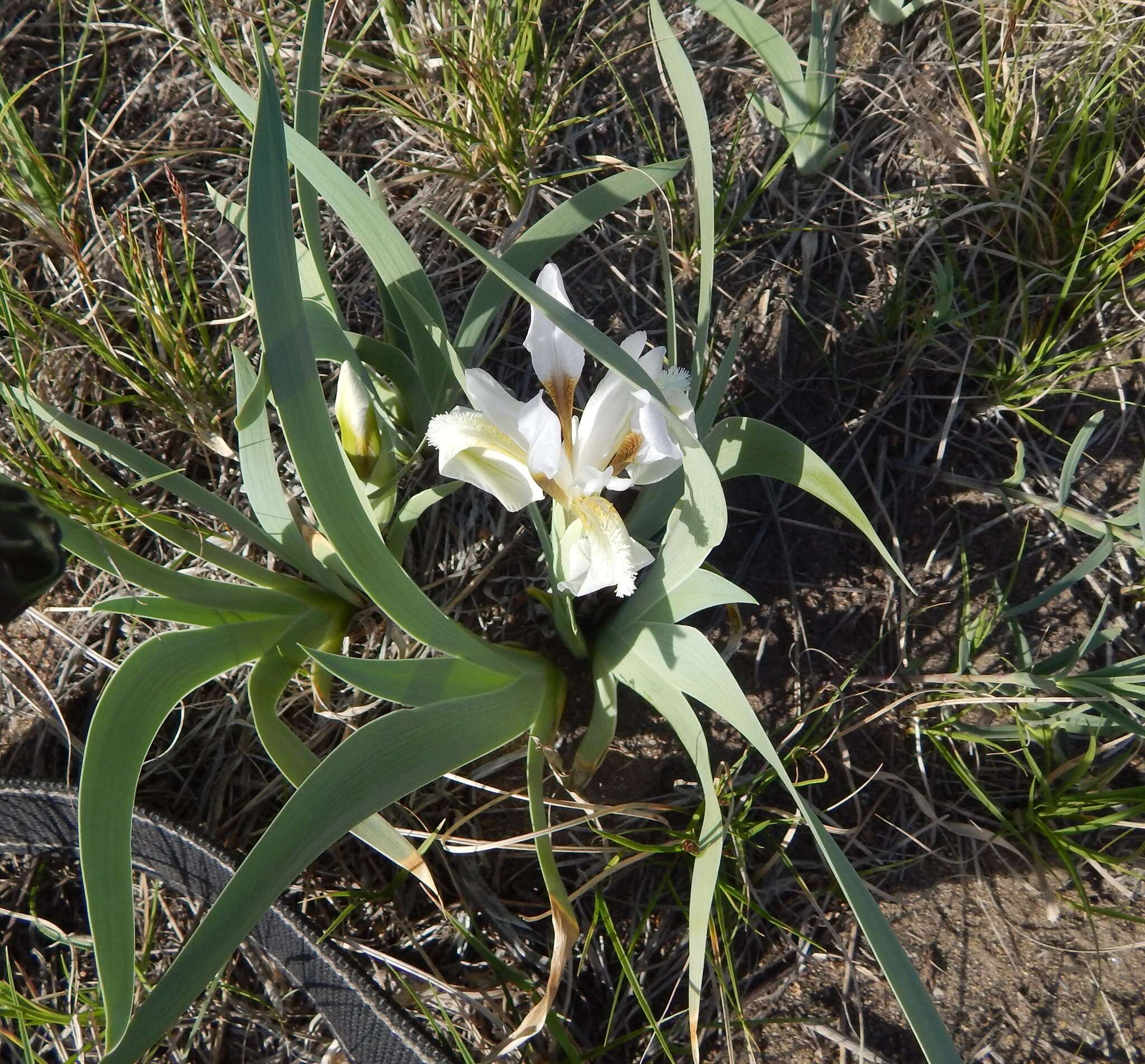 Image of Iris glaucescens Bunge