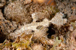 Image of Hairy ghost pipefish