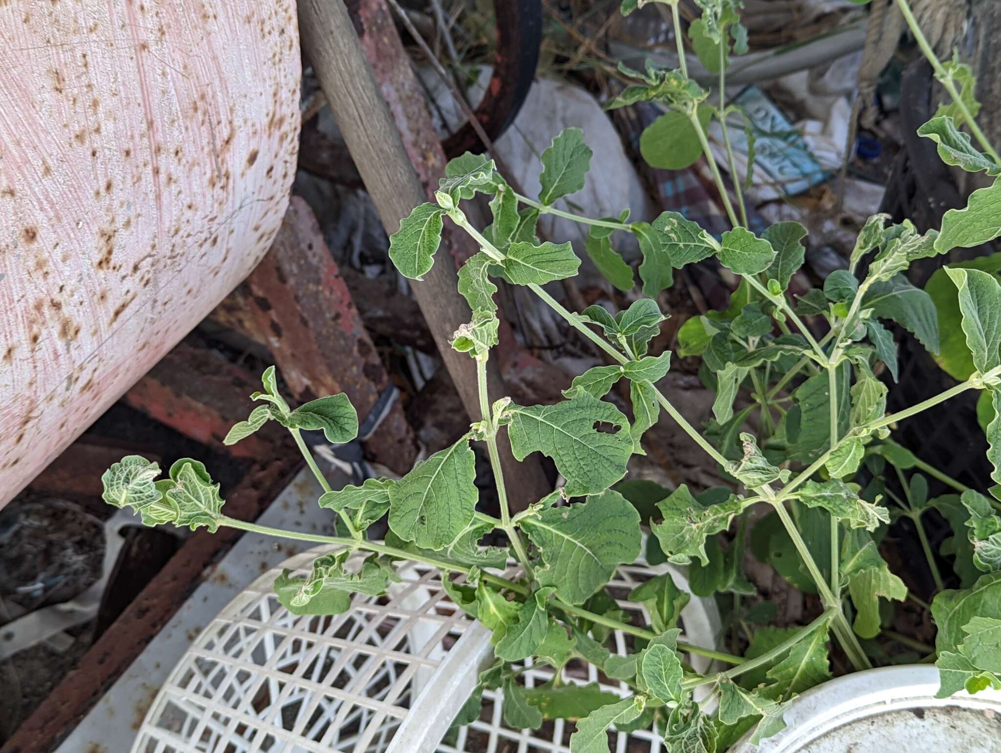 Слика од Achyranthes aspera var. indica L.