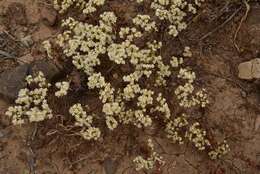 Imagem de Triptilion gibbosum Remy