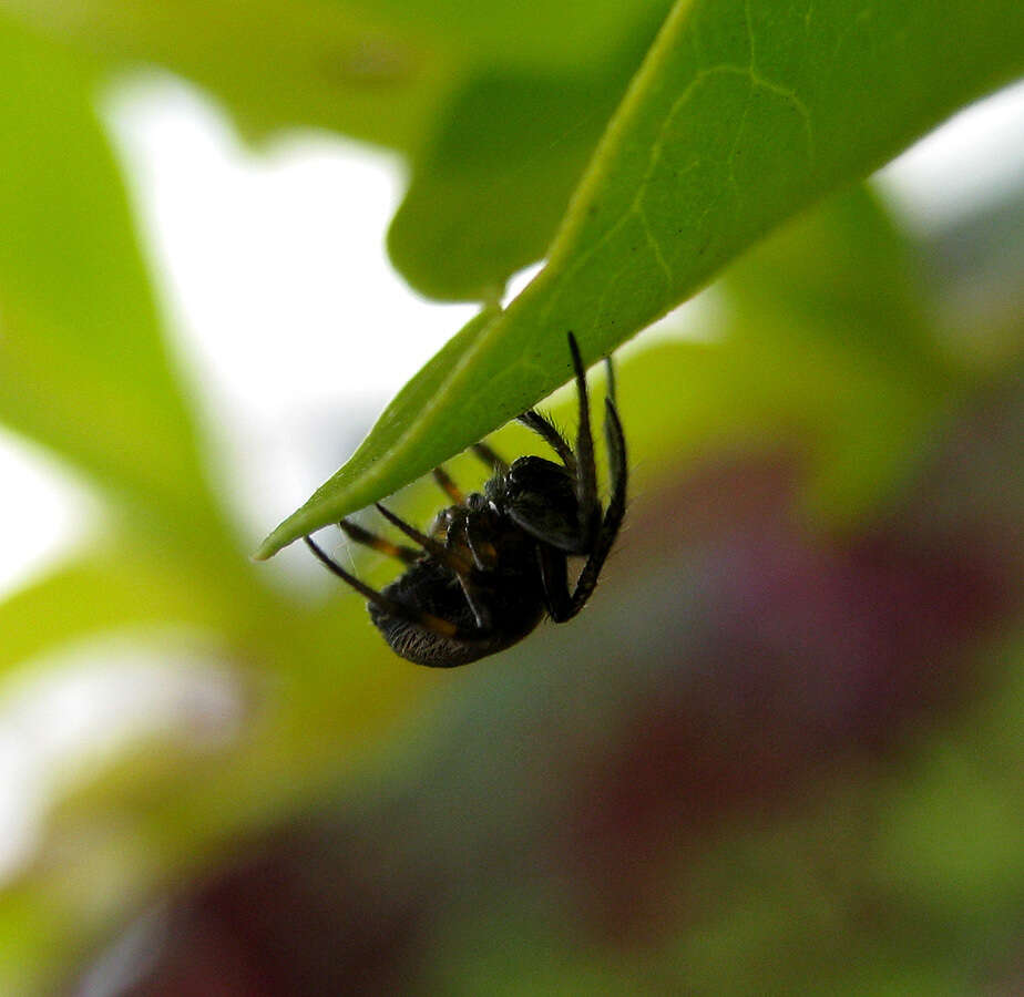 Image of Araneus nox (Simon 1877)