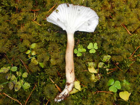 Hygrophorus camarophyllus (Alb. & Schwein.) Dumée, Grandjean & Maire 1912的圖片