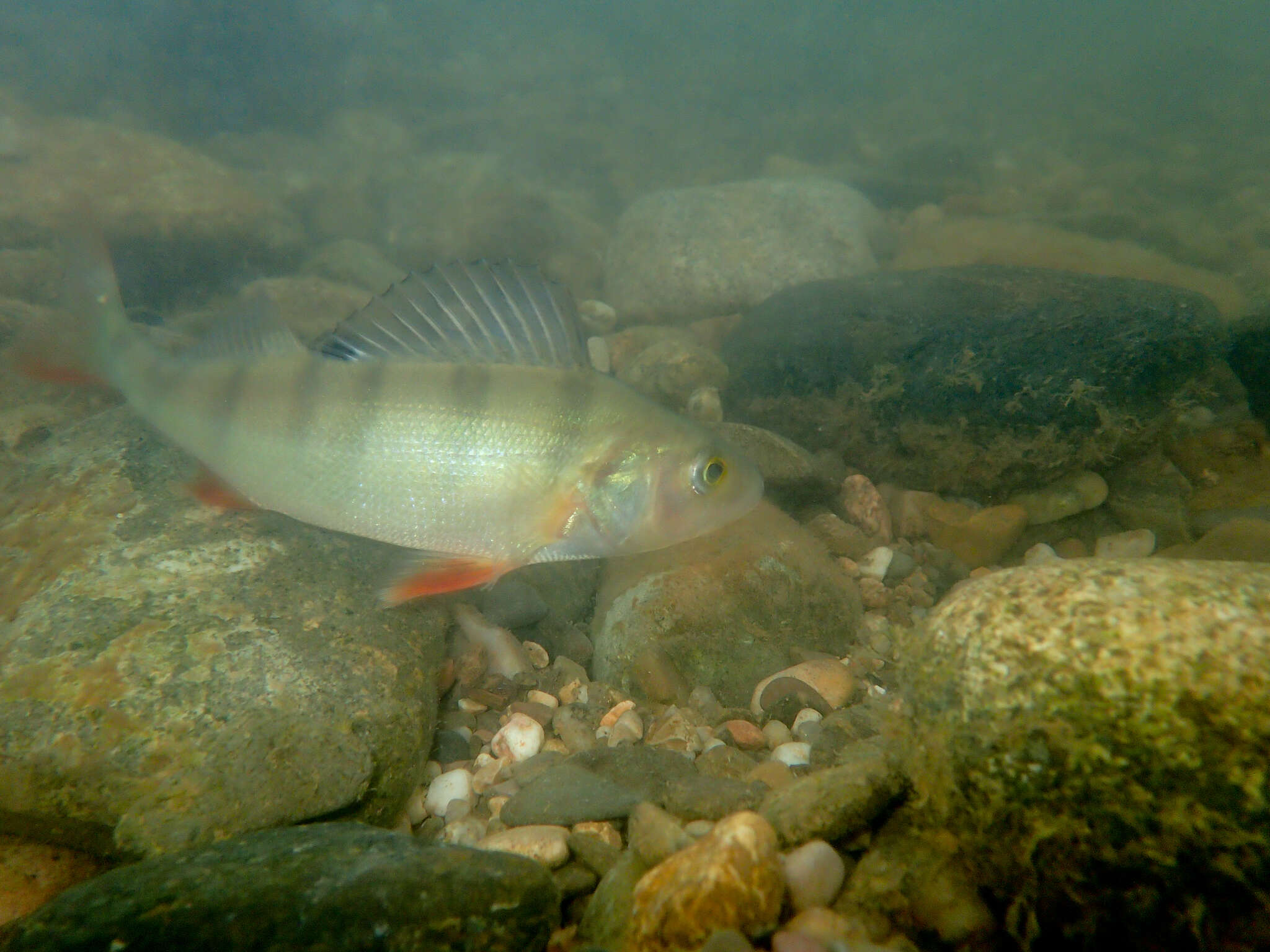 Image of Perch