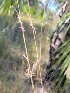 Image de Schizachyrium rhizomatum (Swallen) Gould