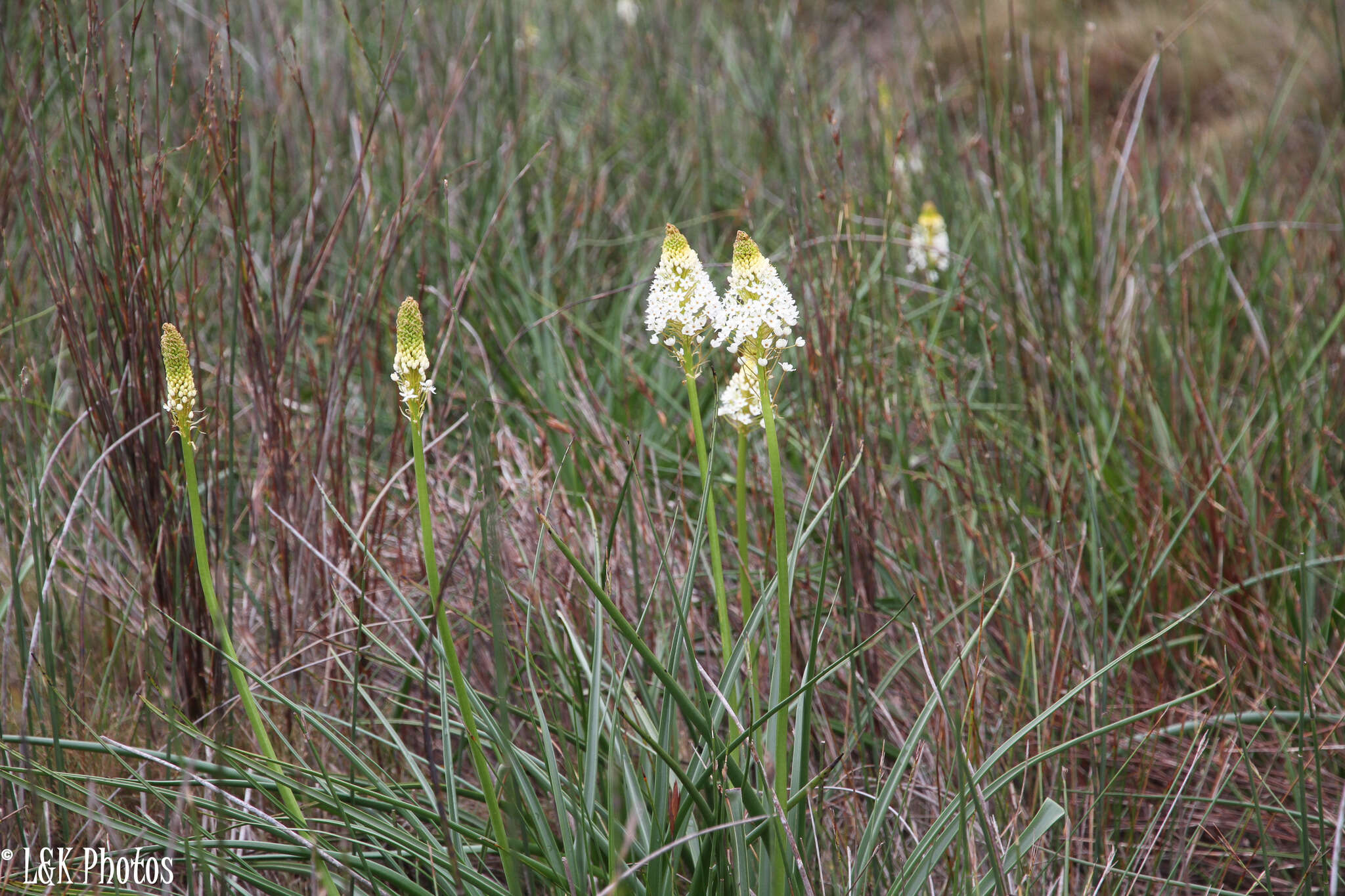 Image of Bulbinella nutans (Thunb.) T. Durand & Schinz