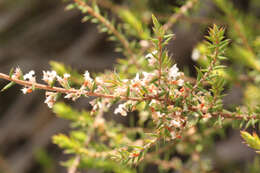 Image of Leucopogon recurvisepalus C. T. White