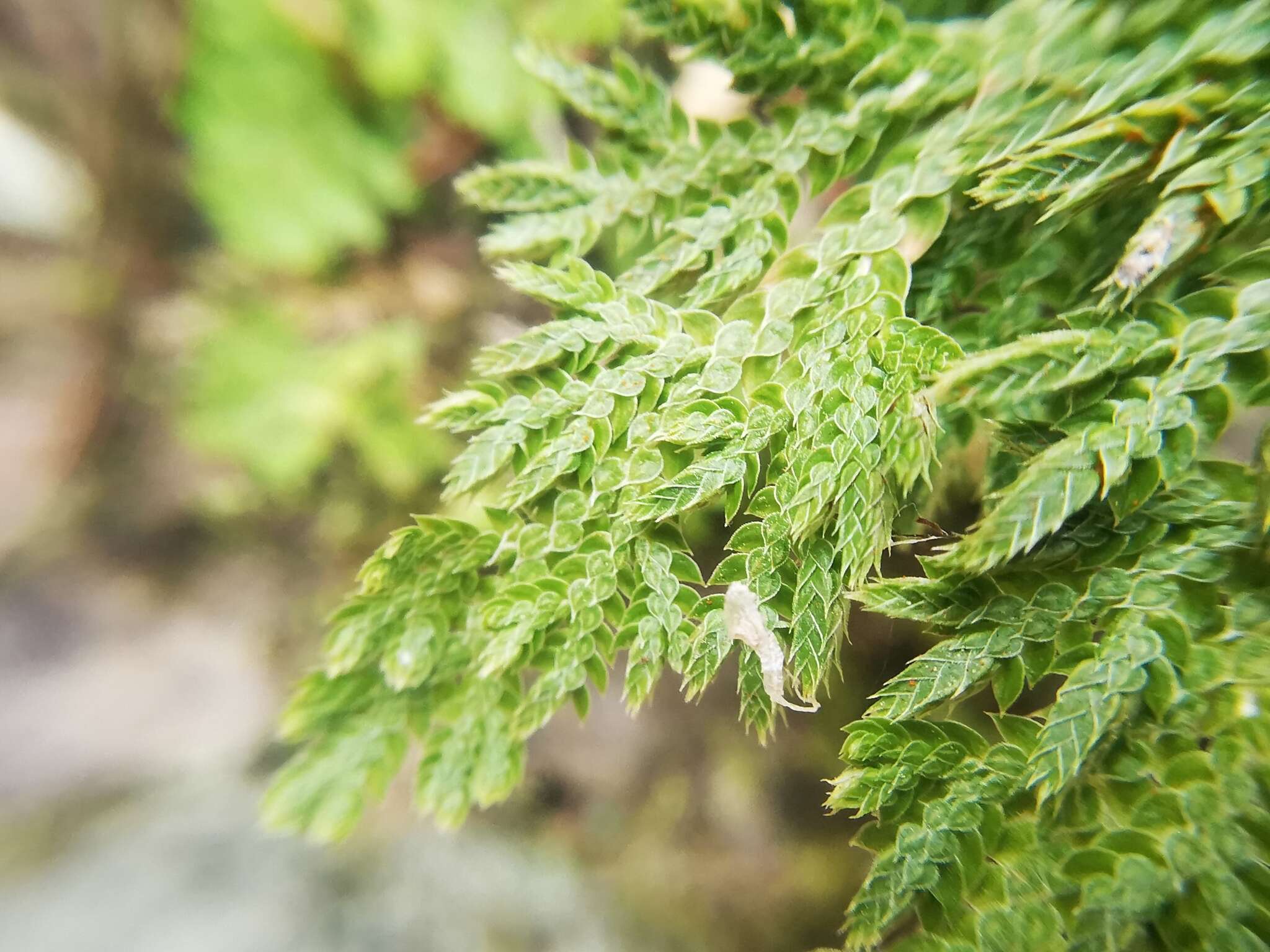 Image of Selaginella pallescens (C. Presl) Spring