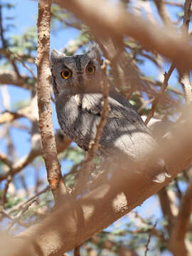 Image of Pallid Scops Owl