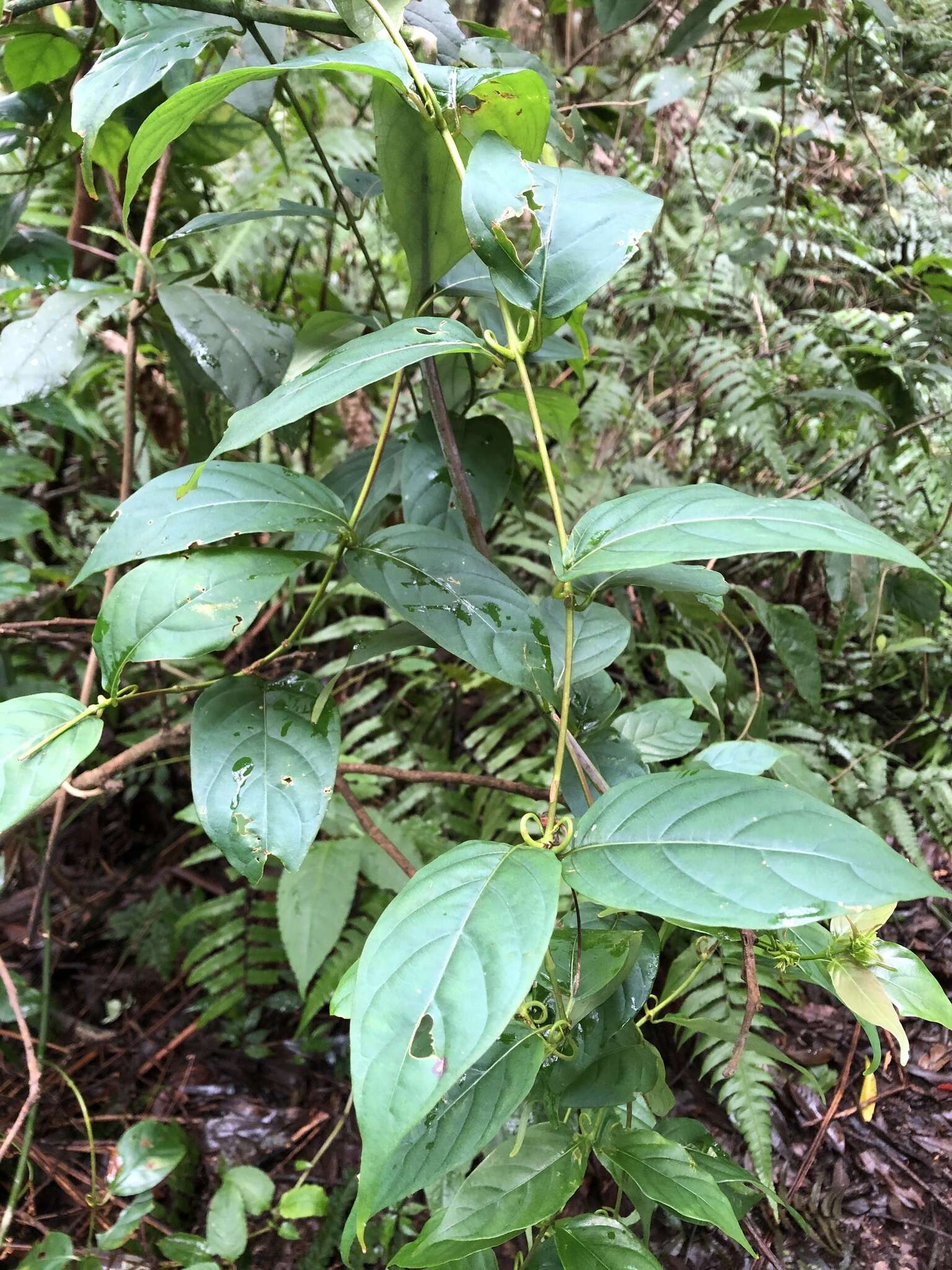 Image of Uncaria rhynchophylla (Miq.) Miq. ex Havil.