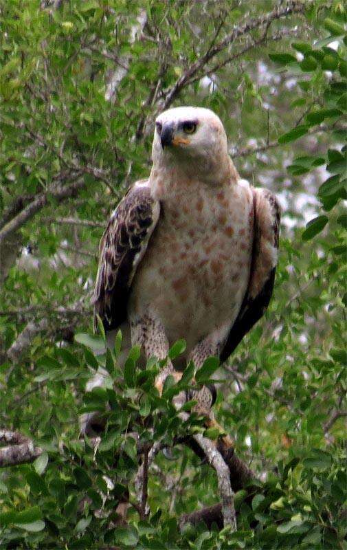 Image of Stephanoaetus Sclater & WL 1922