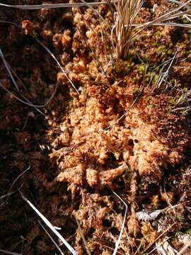 Image of Magellan's Sphagnum