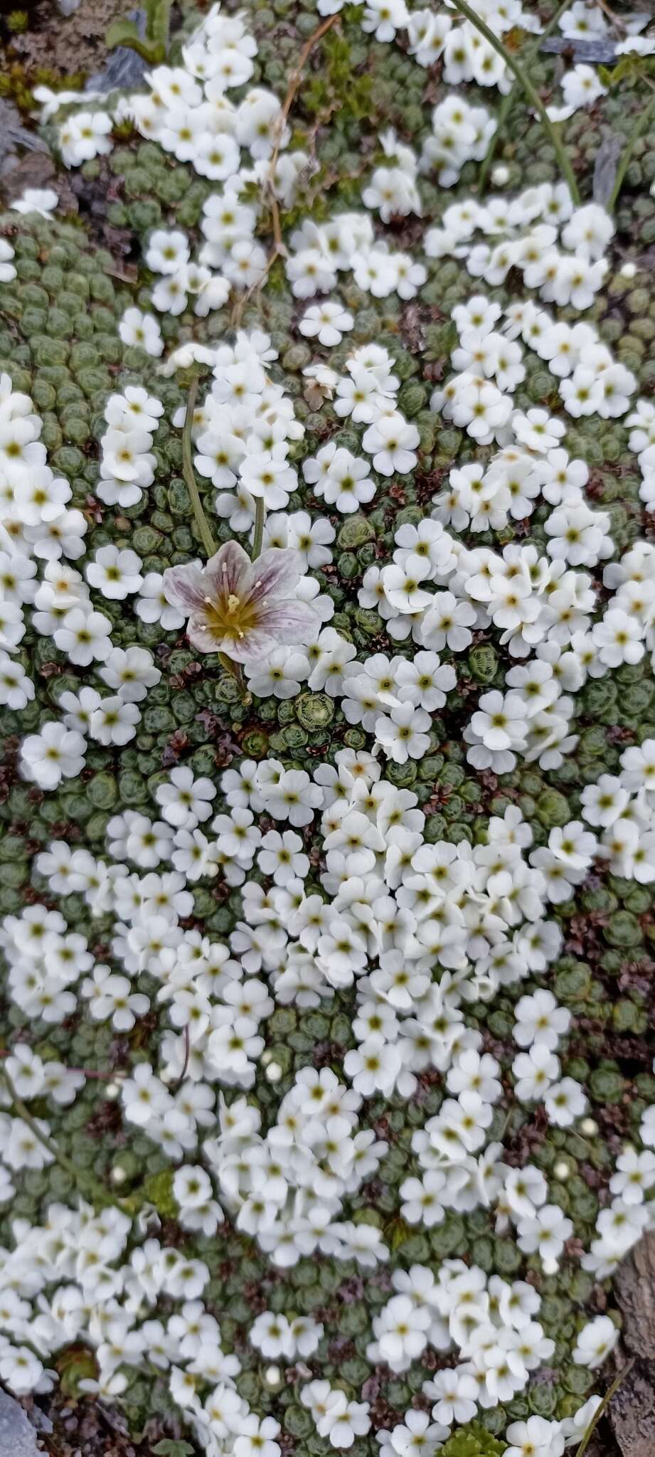 Image of Androsace delavayi Franch.