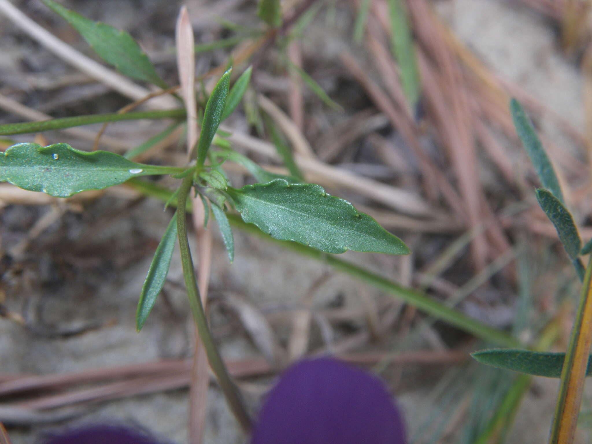 Image of Viola tricolor subsp. curtisii (E. Forster) Syme